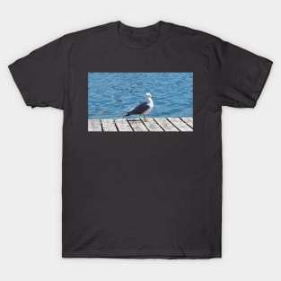 A Gull Standing On A Wooden Walkway T-Shirt